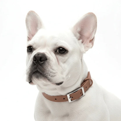 Dog Collar Adjustable Fit
