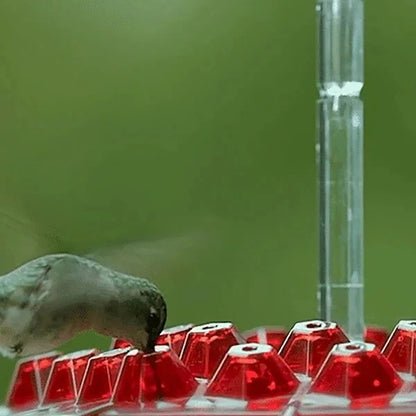 Hanging Hummingbird Feeder with Ant Moat Design