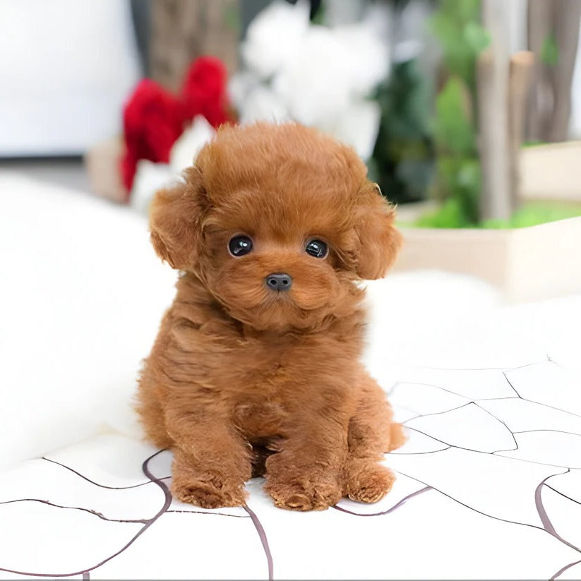 Weighted Plush Dog Toy with Synthetic Fur Exterior