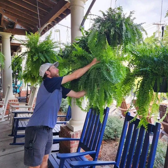Artificial Boston Fern for Outdoor Display