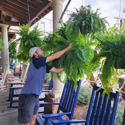 Artificial Boston Fern for Outdoor Display
