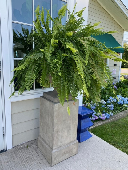 Artificial Boston Fern Set with UV Stabilized Polyethylene and Water Resistant Construction, 18 Pack