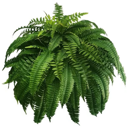 Artificial Boston Fern Set with UV Stabilized Polyethylene and Water Resistant Construction, 18 Pack