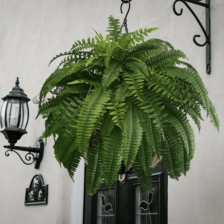 Artificial Boston Fern Set with UV Stabilized Polyethylene and Water Resistant Construction, 18 Pack